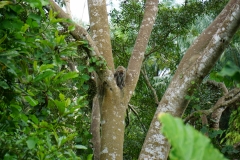 monkey in a rainforest riparian buffer