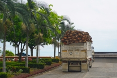 oil palm on route to mill
