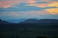 overlooking oil palm