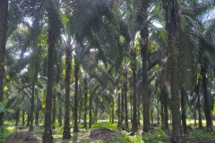 Wilmar Oil Palm Plantation
